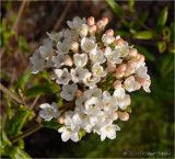 A bush plant.