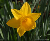 Last of the Daffodils.