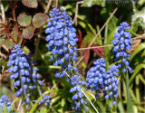 Grape Hyacinth.