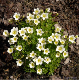 Saxafasia - Pixie White.
