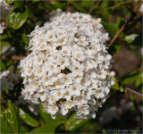 Viburnum.