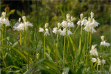 White bells.jpg
