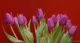 Tulips.