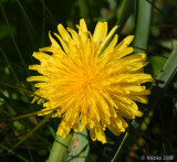 Dandilion.
