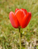 Red and Green.