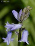 Bluebells.