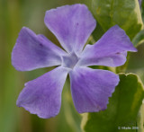 Violet Flower.