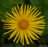 Yellow and green.