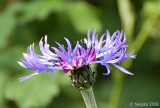 Cornflower 1.