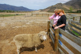 This guy was in luck...no shearing for us