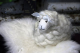 Toy sheep made of real wool, The Wrinkly Rams, Omarama
