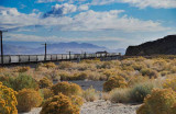 Rabbitbrush train at Lakeside, Utah