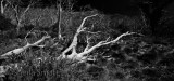 Dead tree in mono - Dead Horse Pass