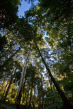 Trees in rain forest in Botanic Gardens, Canberra