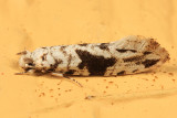 0262 - Nemapogon angulifasciella