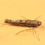 0663 - Neurobathra strigifinitella