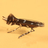 0656 - Parectopa plantaginisella?