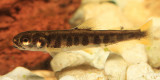young trout