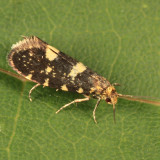 0180.1 - Lampronia corticella