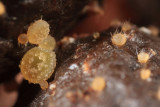 Trichobolus zukalii