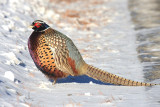 Ring-necked Pheasant - Phasianus colchicus