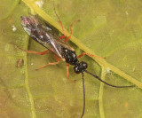 Pygocryptus brevicornis echthroides