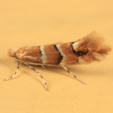 0769 - Phyllonorycter mariaeella