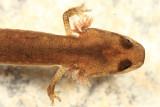 Northern Two-lined Salamander - Eurycea bislineata (immature)