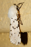8131 - Salt Marsh Moth - Estigmene acrea