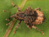 Conotrachelus elegans