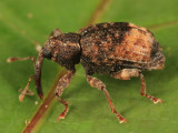 Conotrachelus elegans