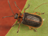 Galerucella nymphaeae