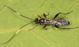 Asthenolabus scutellatus