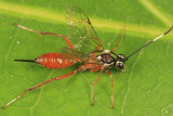 Ischnus inquisitorius atricollaris (female)