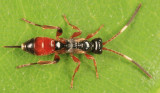 Pleolophus indistinctus