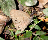 Hermes Satyr - Hermeuptychia hermes