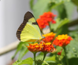 Melete lycimnia lycimnia