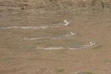 Four-eyed Fish - Anableps sp.