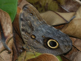 Owl Butterfly - Caligo eurilochus