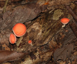Cookeina sulcipes