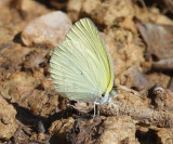Leuce Yellow - Pyrisitia leuce athalia