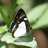 White Sailor - Dynamine theseus
