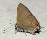 Red-lined Scrub-Hairstreak - Strymon bebrycia