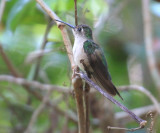 Wedge-tailed Sabrewing - Campylopterus curvipennis