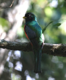 Collared Trogon - Trogon collaris