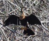Anhinga - Anhinga anhinga