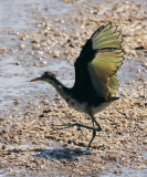 Northern Jacana - Jacana spinosa