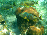 Blue Striped Grunt - Haemulon sciurus & Great Star Coral - Montastraea cavernosa