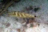 Nassau Grouper - Epinephelus striatus