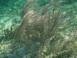 Sea Plumes - Pseudopterogorgia spp.